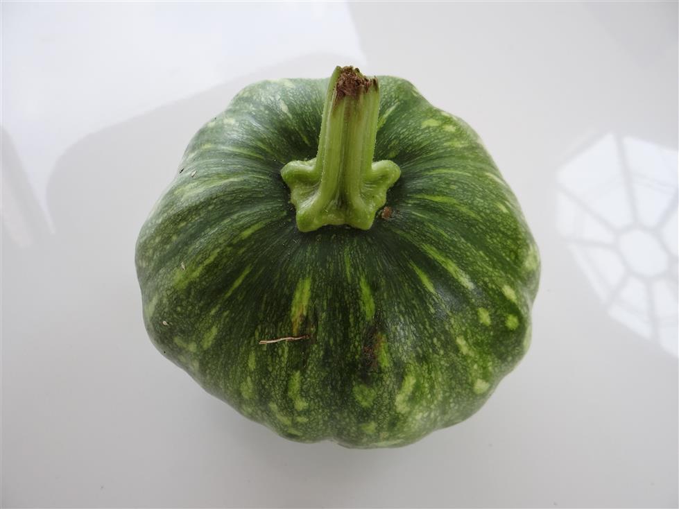 Cucurbita maxima